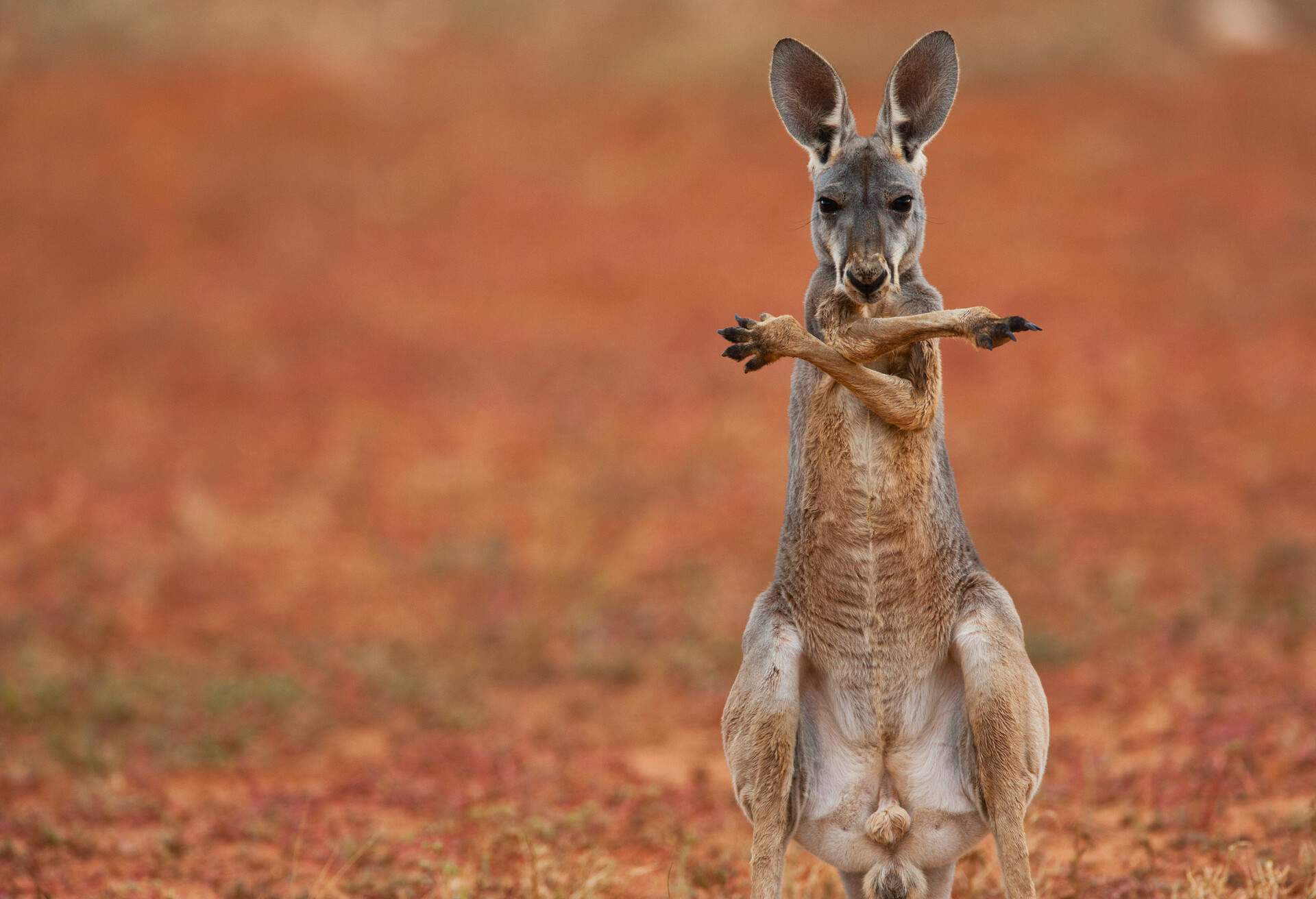 ANIMAL_RED-KANGAROO