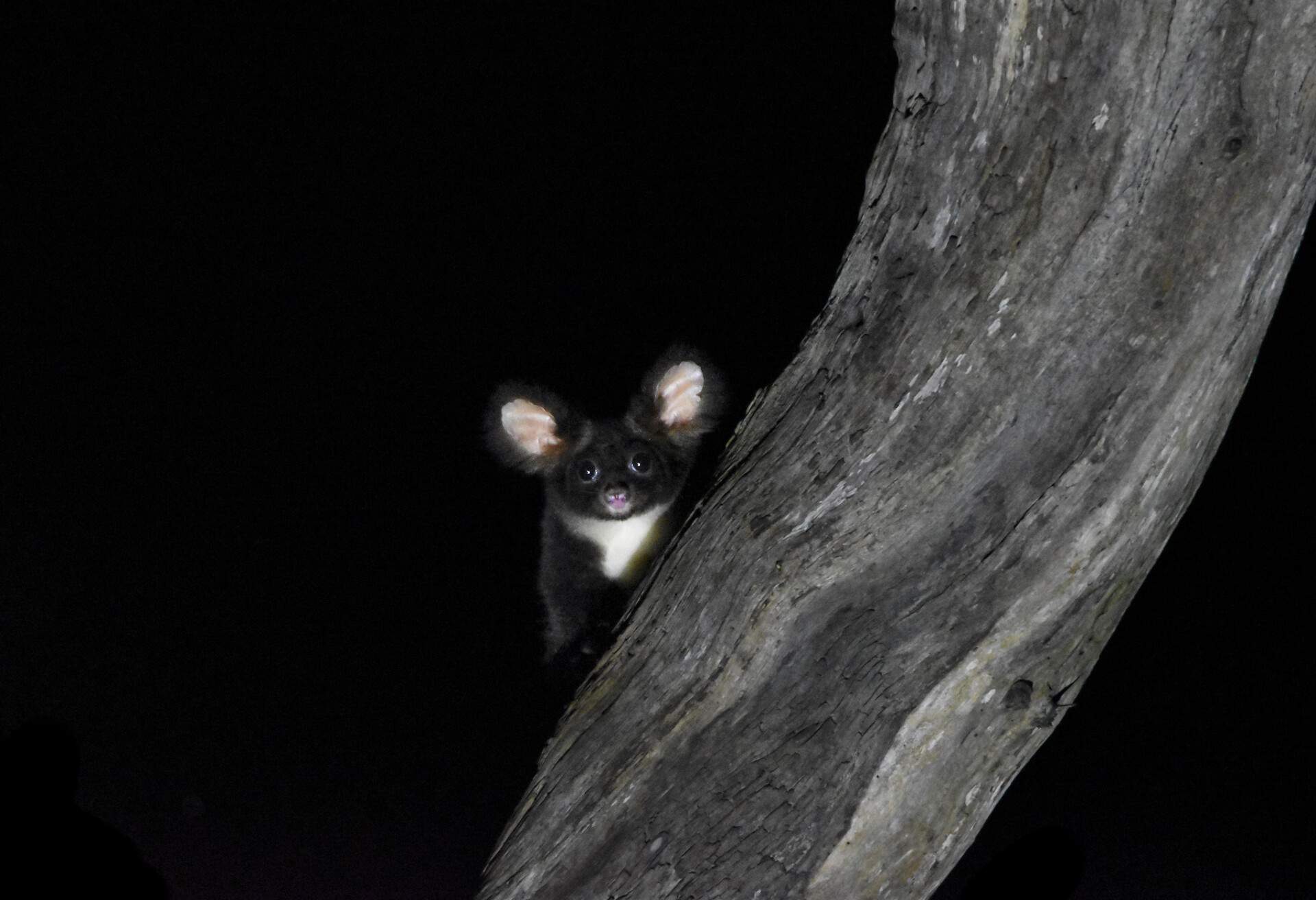 NATURE_Greater glider