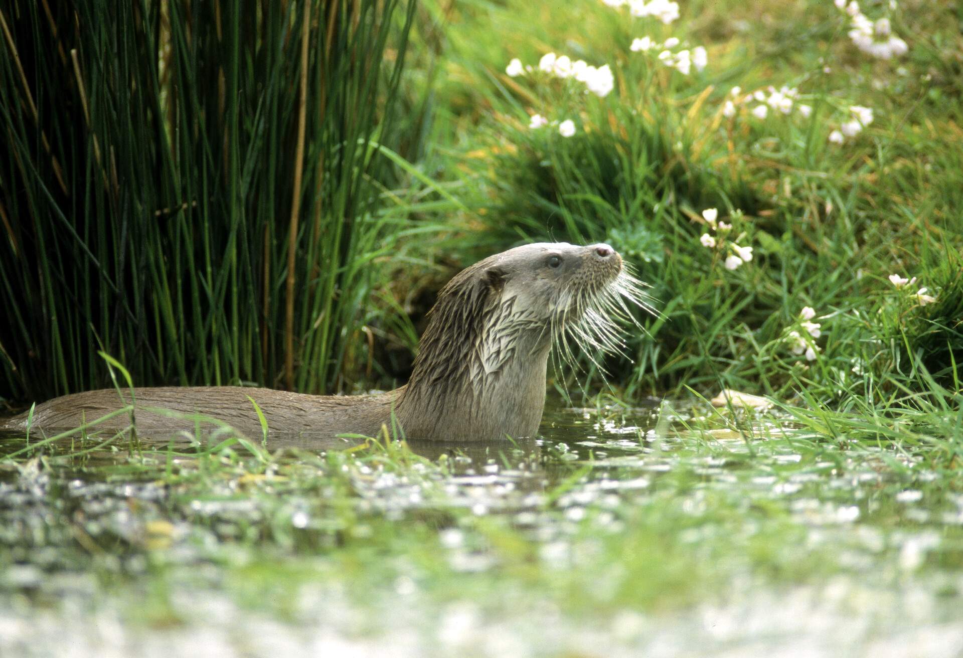 THEME_NATURE_OTTER_GettyImages-126542328