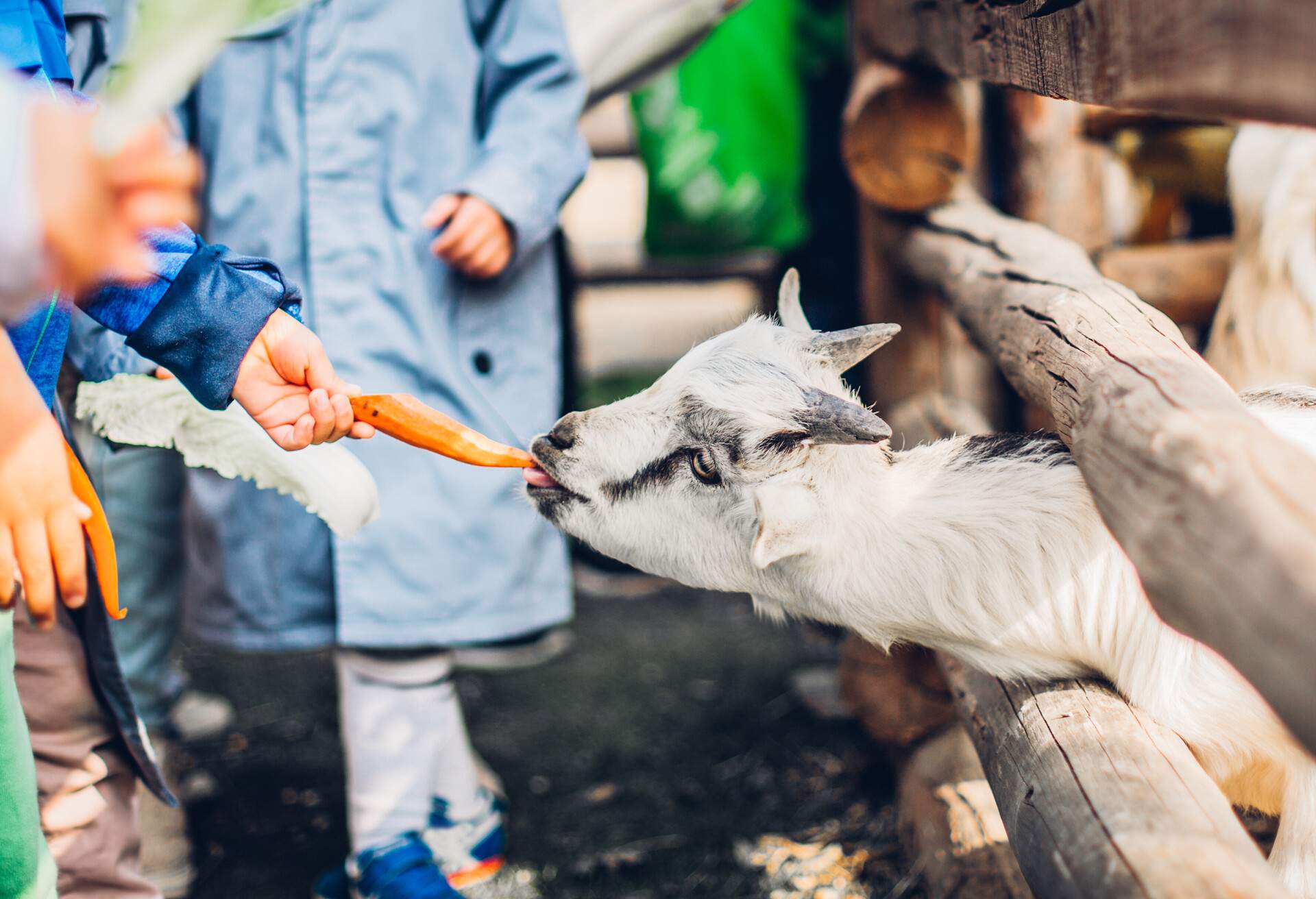 theme_petting_zoo_city_farm_child_gettyimages-1200984358_universal_within-usage-period_83769