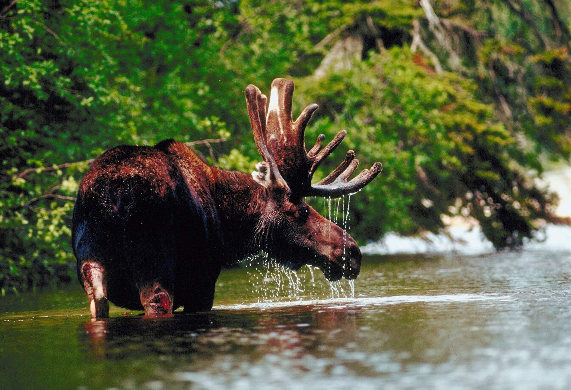 DEST_CANADA_PUKASKWA_NATIONAL_PARK_GettyImages-87732786