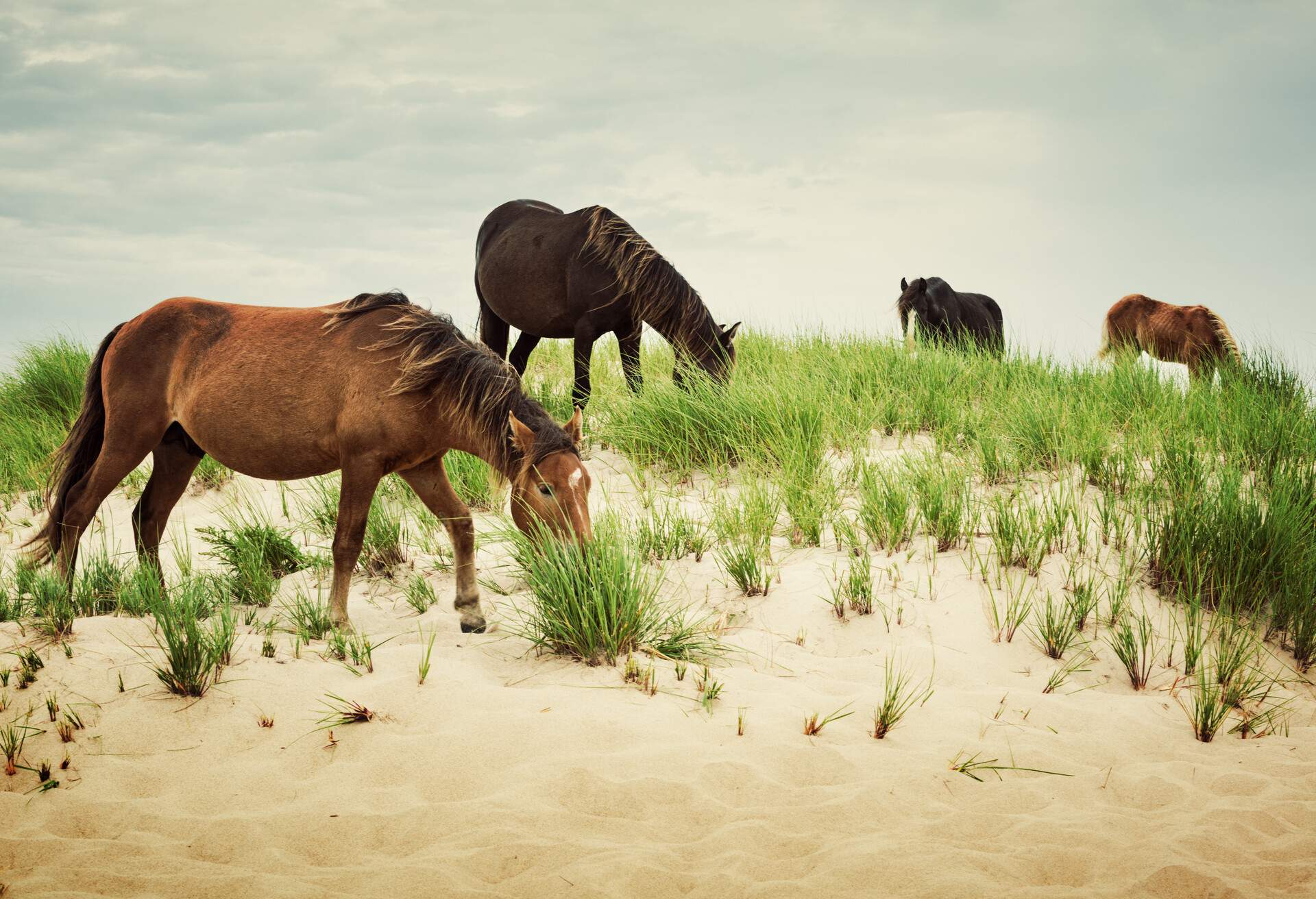DEST_CANADA_SABLE-ISLAND_NATIONAL_PARK_GettyImages-164570955