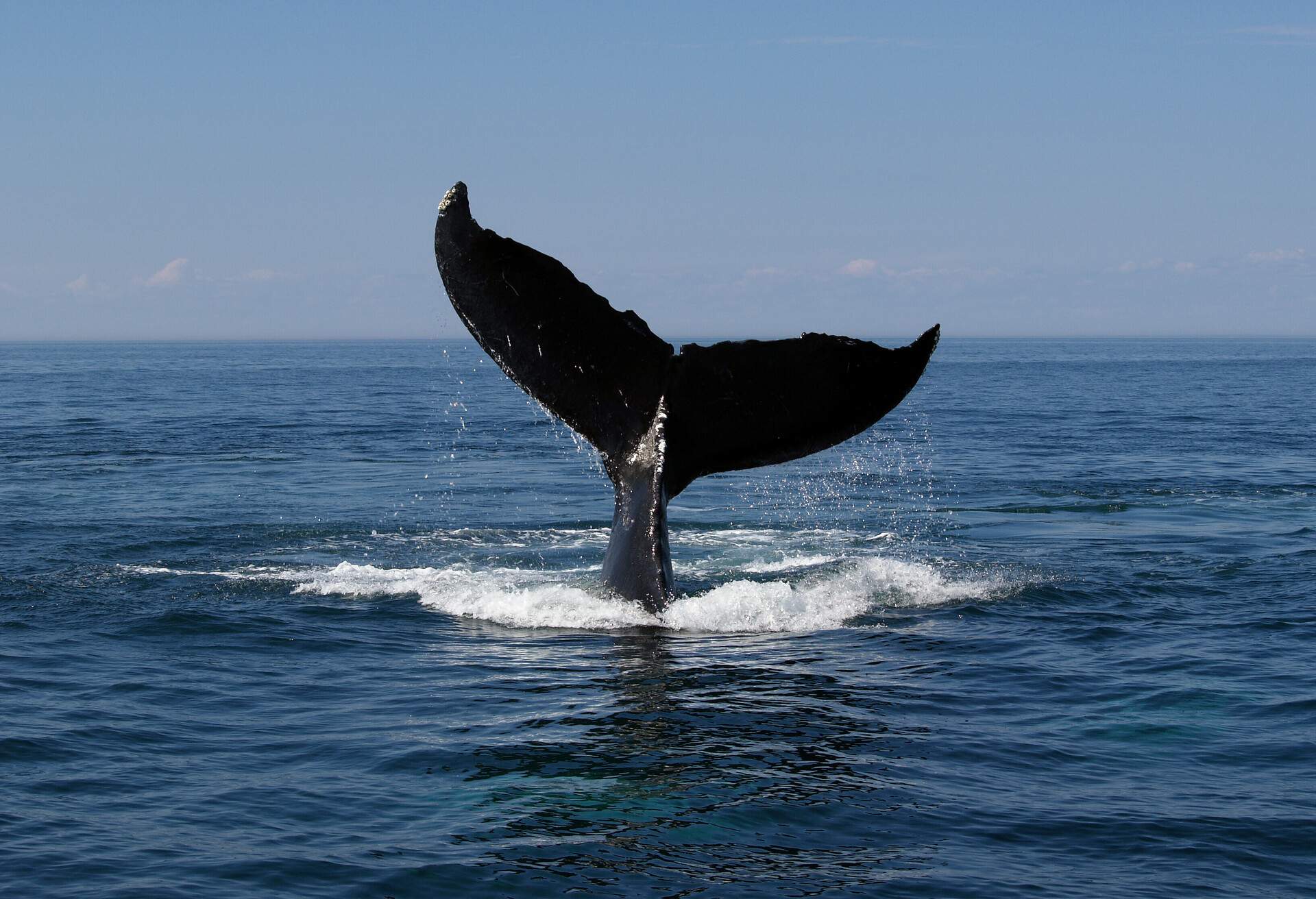 humpback whale diving