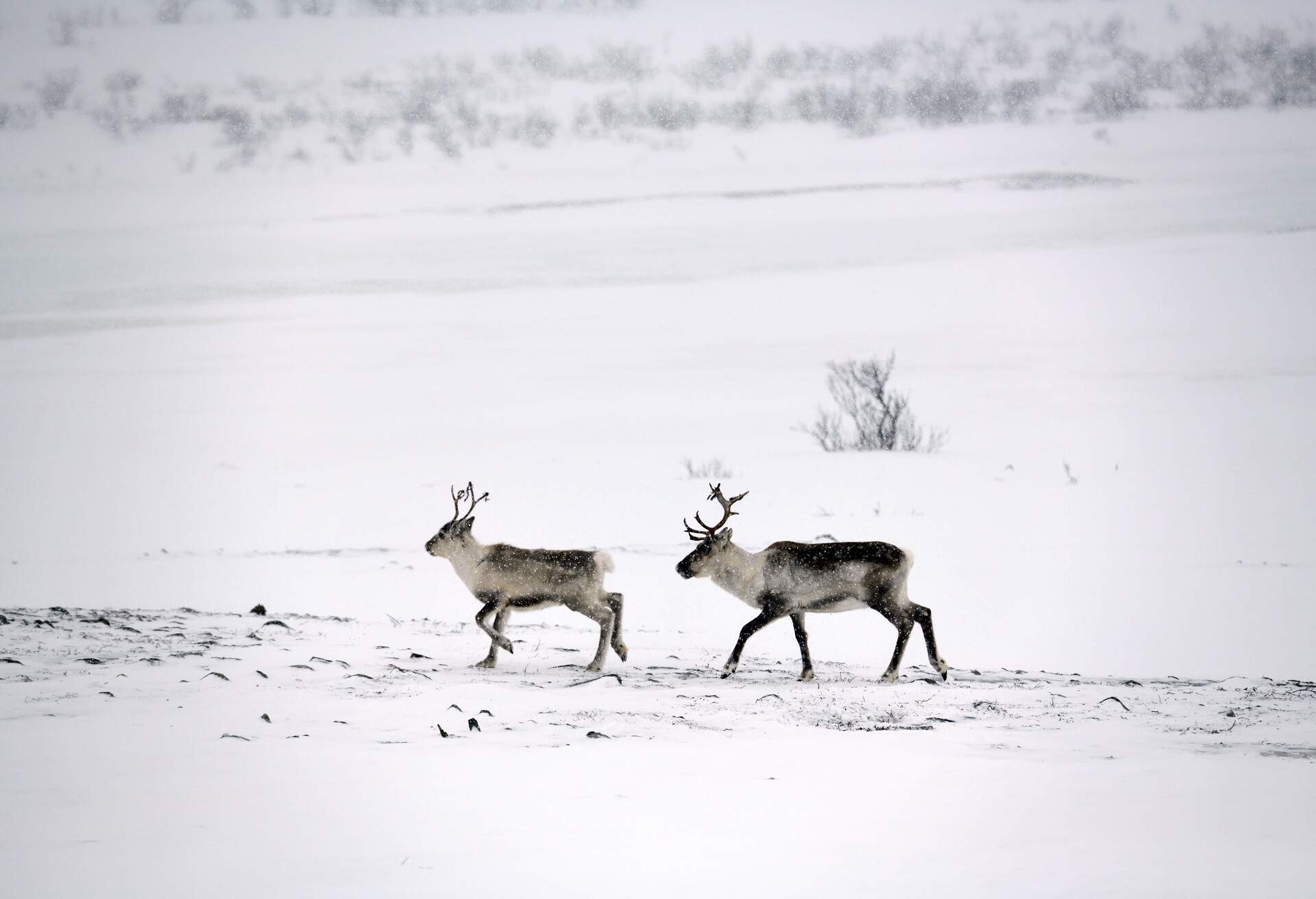 REINDEER SNOW