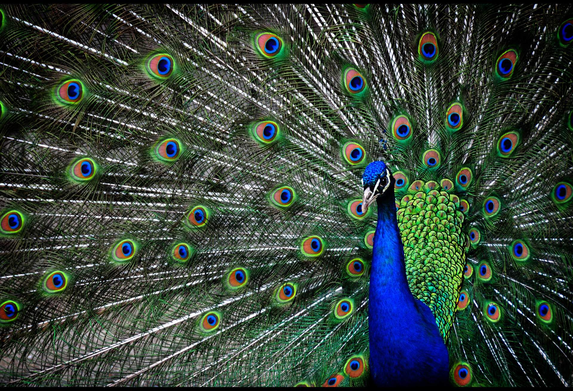 Peacock in Skansen.