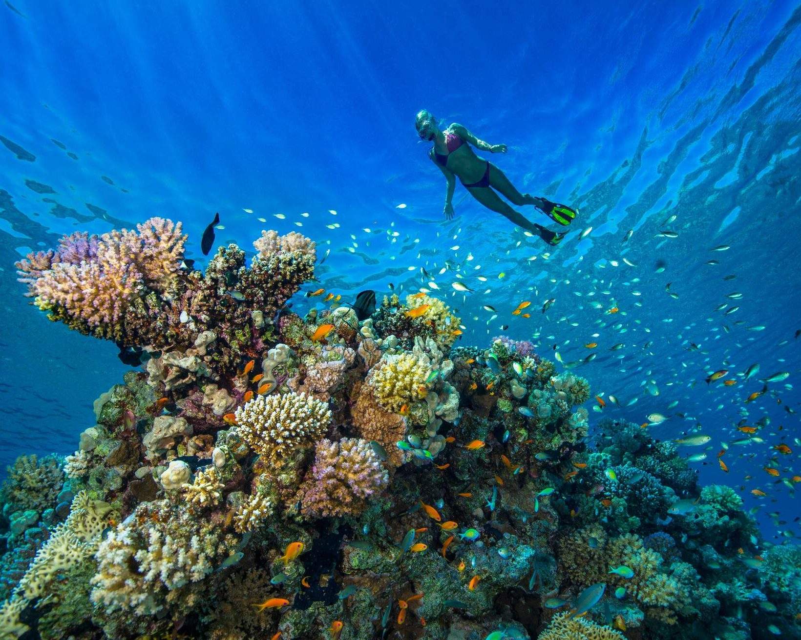 Traveler snorkeling above a colorful coral reef in Hurghada