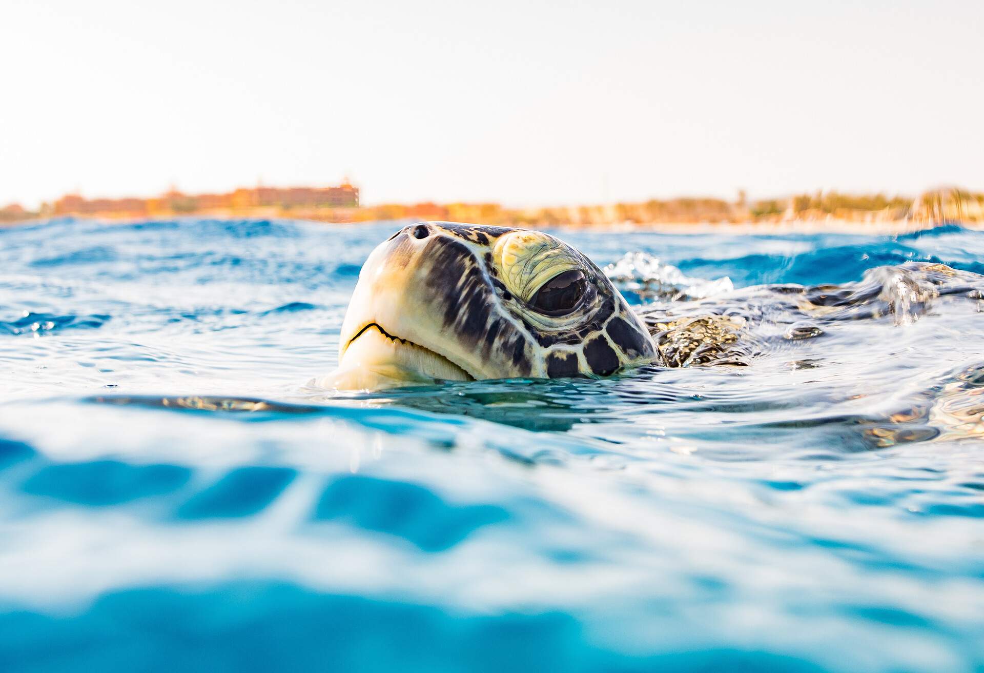 DEST_EGYPT_MARSA-ALAM_GettyImages-1145792401