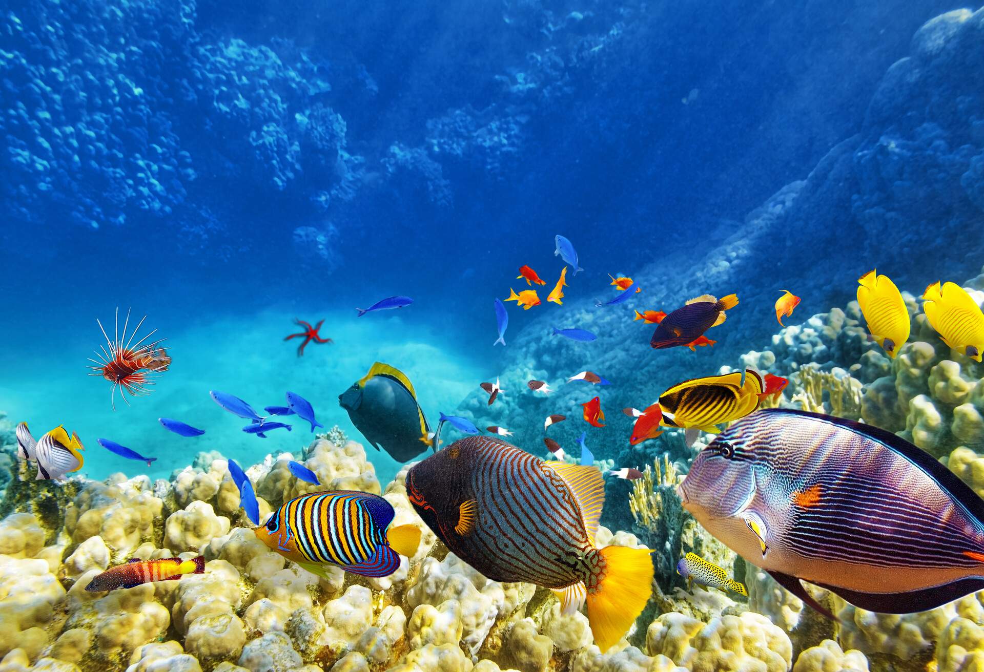 DEST_EGYPT_Sharm El Sheikh_THEME_SNORKELLING_NATURE