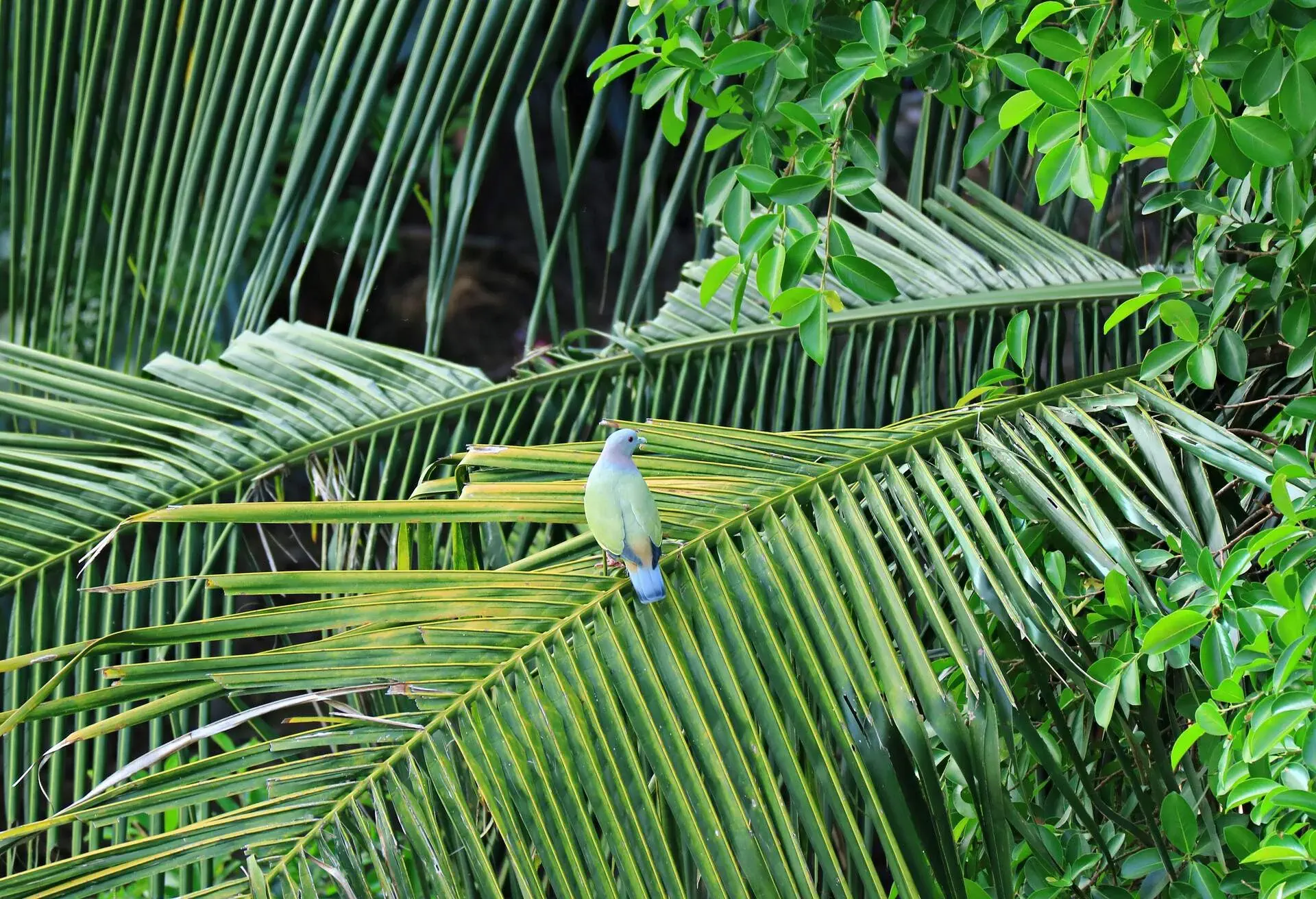 Wild Thick-billed Green Pigeon Perching on the Coconut Tree Leaf, Bangkok's Urban, Thailand
