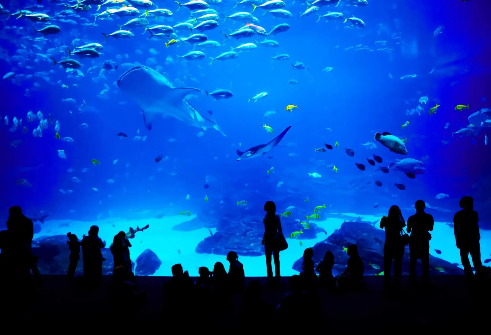 DEST_US_GEORGIA_ATLANTA_AQUARIUM_THEME_PEOPLE_FISH_GettyImages-153782658