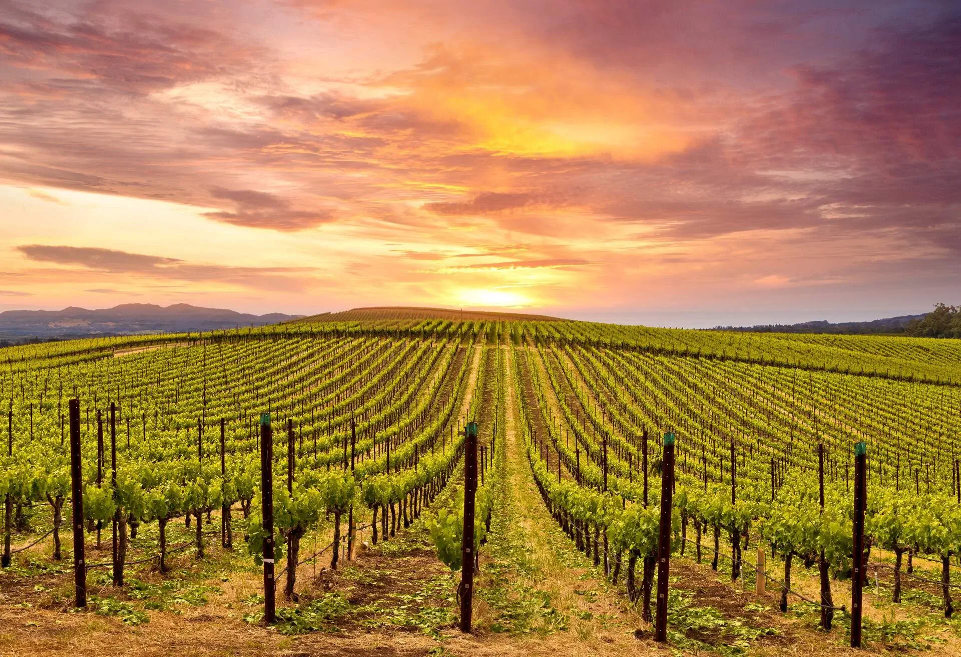 DEST_USA_CALIFORNIA_NAPA_VALLEY_WINE_COUNTRY_ON_AUTUMN_VINEYARDS_shutterstock-portfolio_410249041