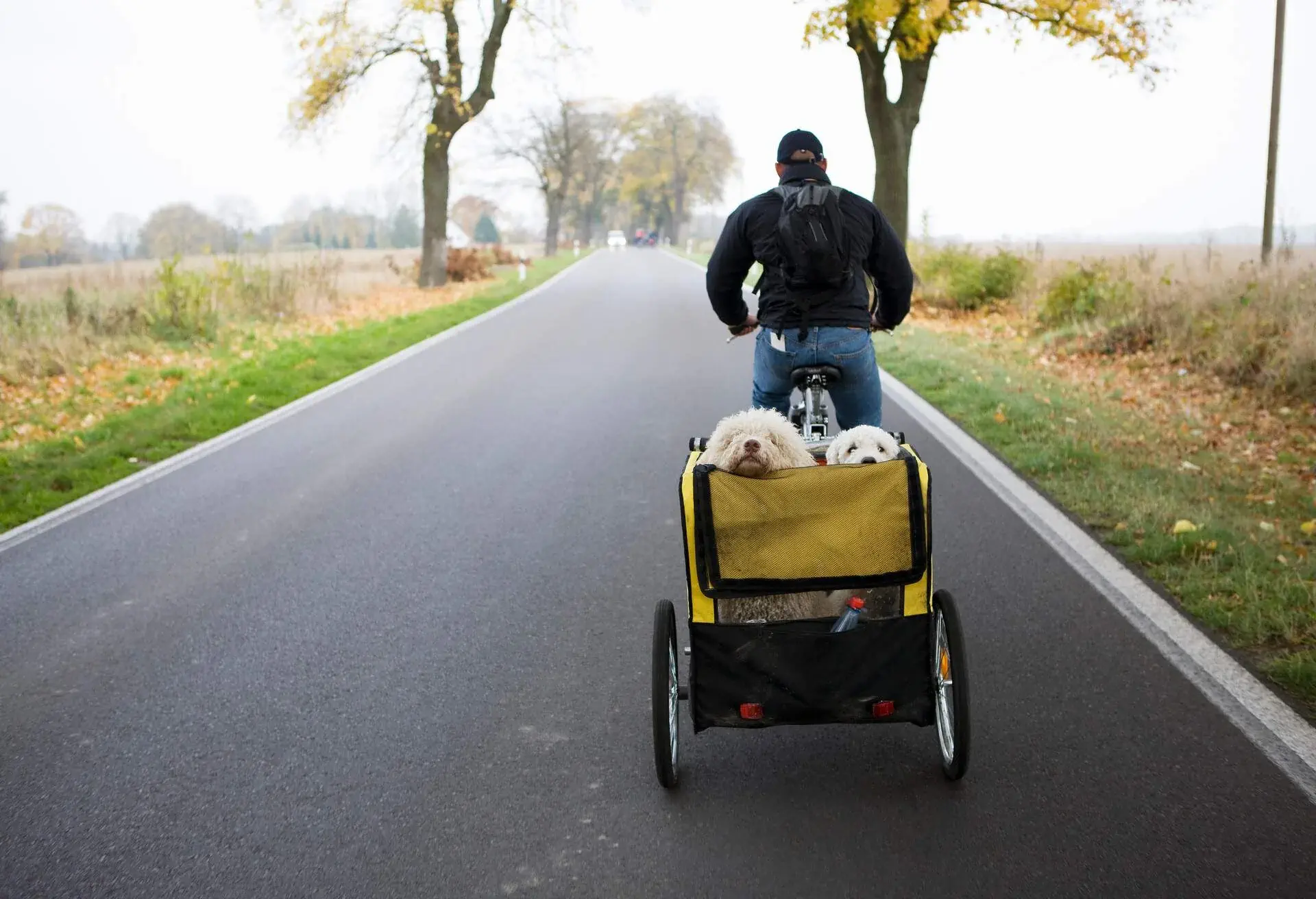 DEST_GERMANY_BRANDENBURG_THEME_BICYCLE_CYCLING_PETS_DOGS_GettyImages-93192701