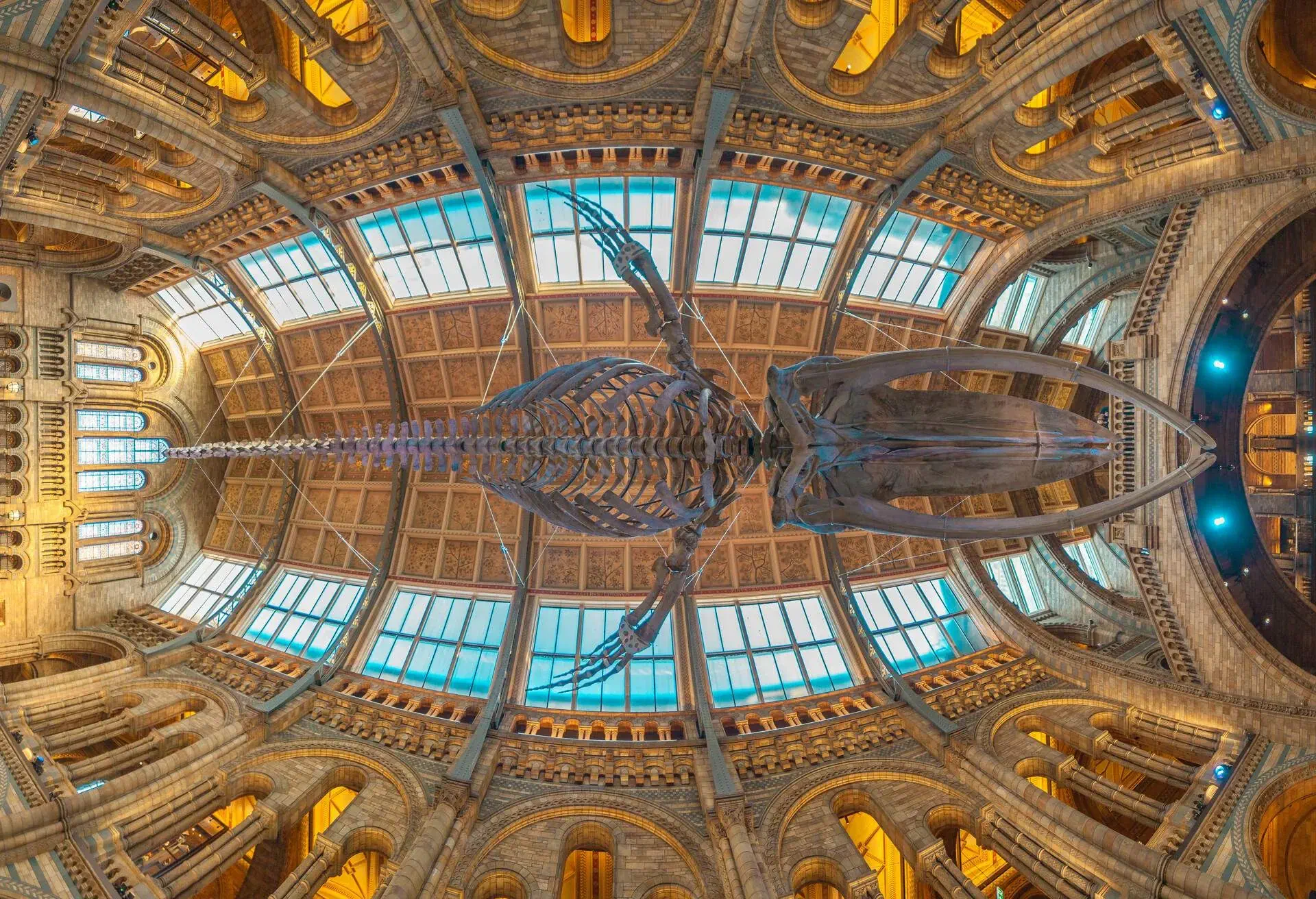 DEST_UK_LONDON_NATURAL-HISTORY-MUSEUM_BLUE-WHALE-SKELETON_shutterstock-portfolio_1105006139