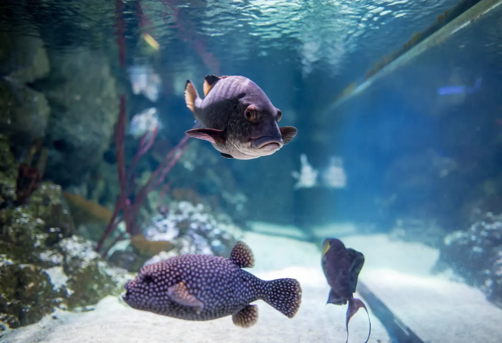 DEST_UK_LONDON_OCEANARIUM_THEME_ANIMAL_FISHES_shutterstock-portfolio_475200271