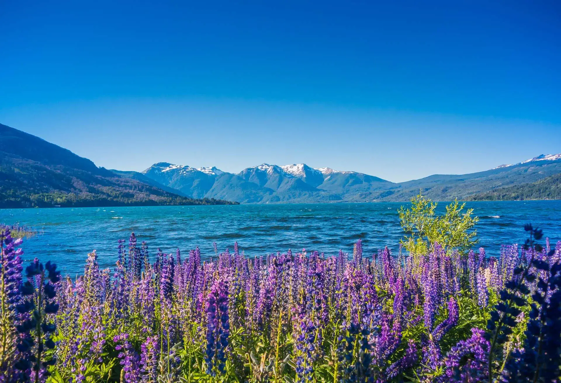 DEST_ARGENTINA_PATAGONIA_LOS-ALERCES_NATIONAL_PARK_shutterstock_781285702