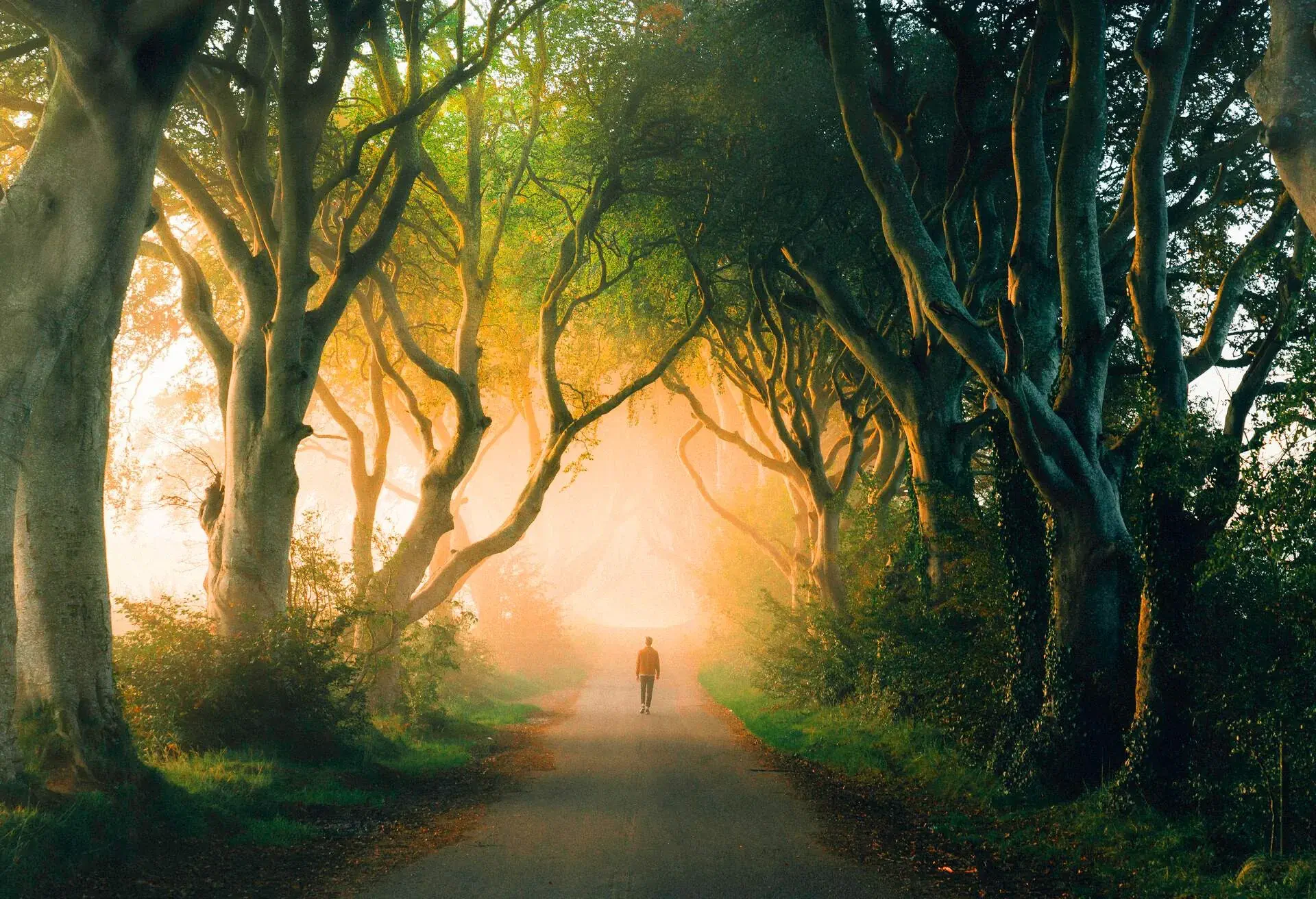 dest_uk_northern-ireland_dark-hedges_gettyimages-1224619687_universal_within-usage-period_85909