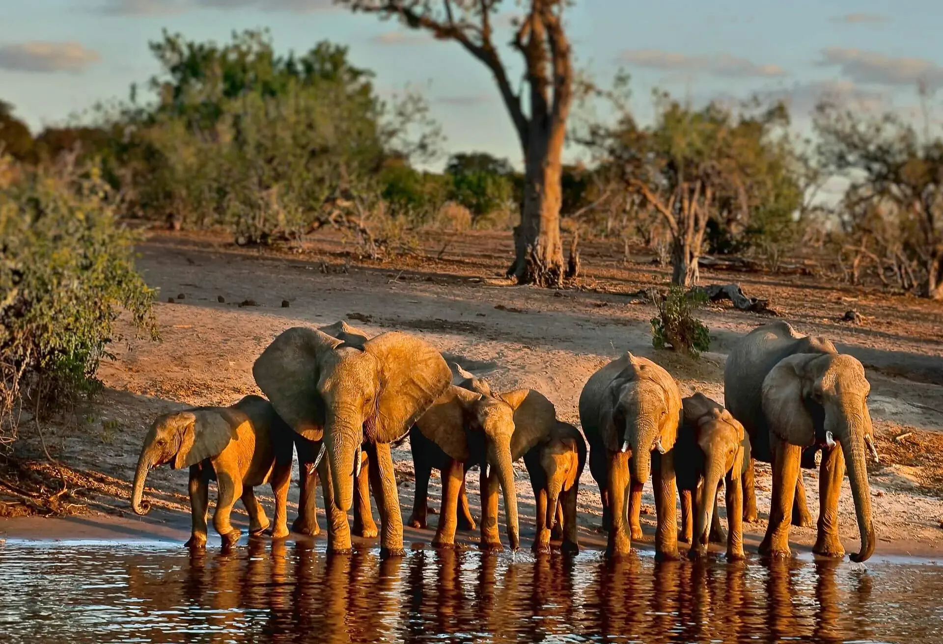 chobe national park