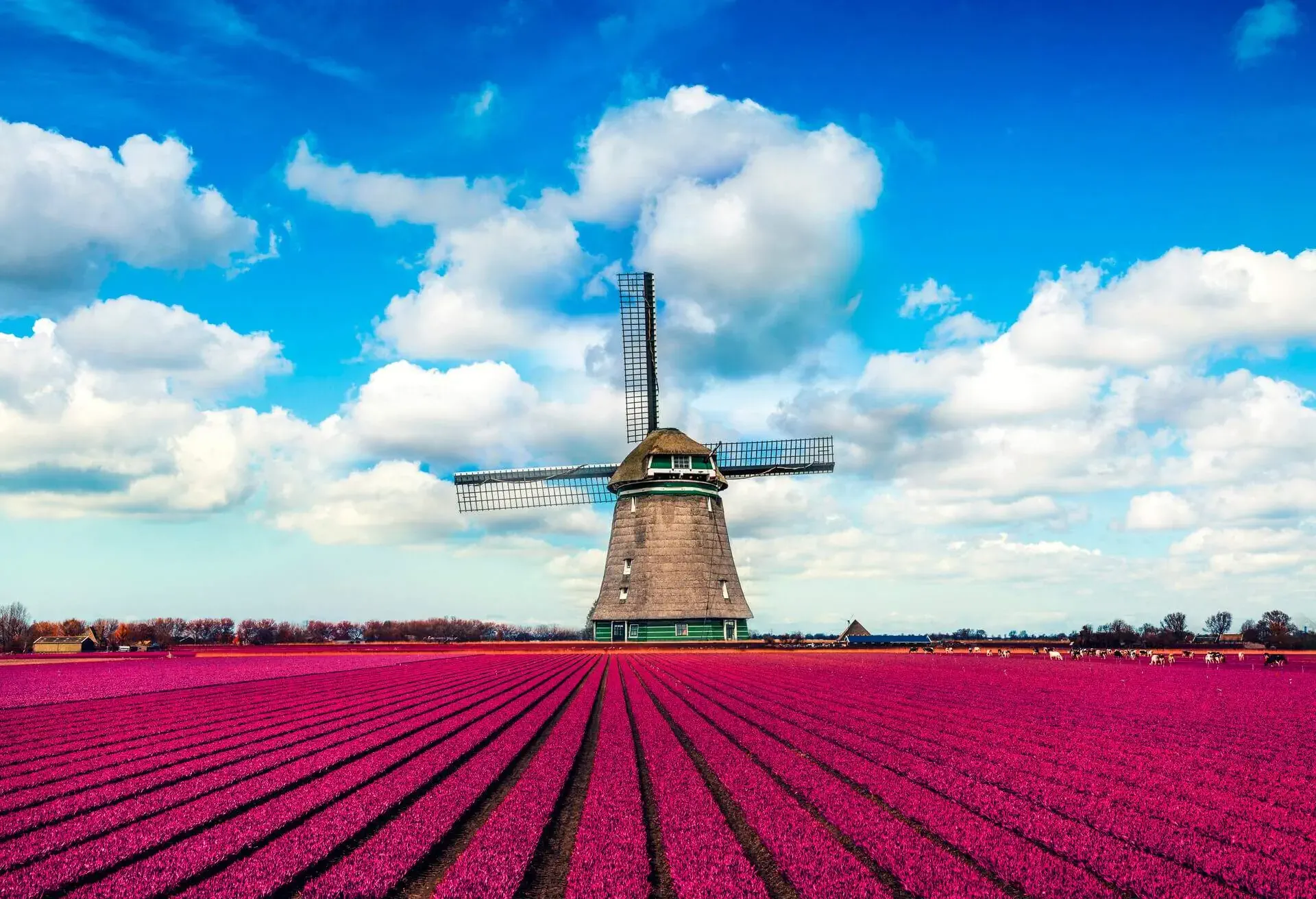 tulips windmill