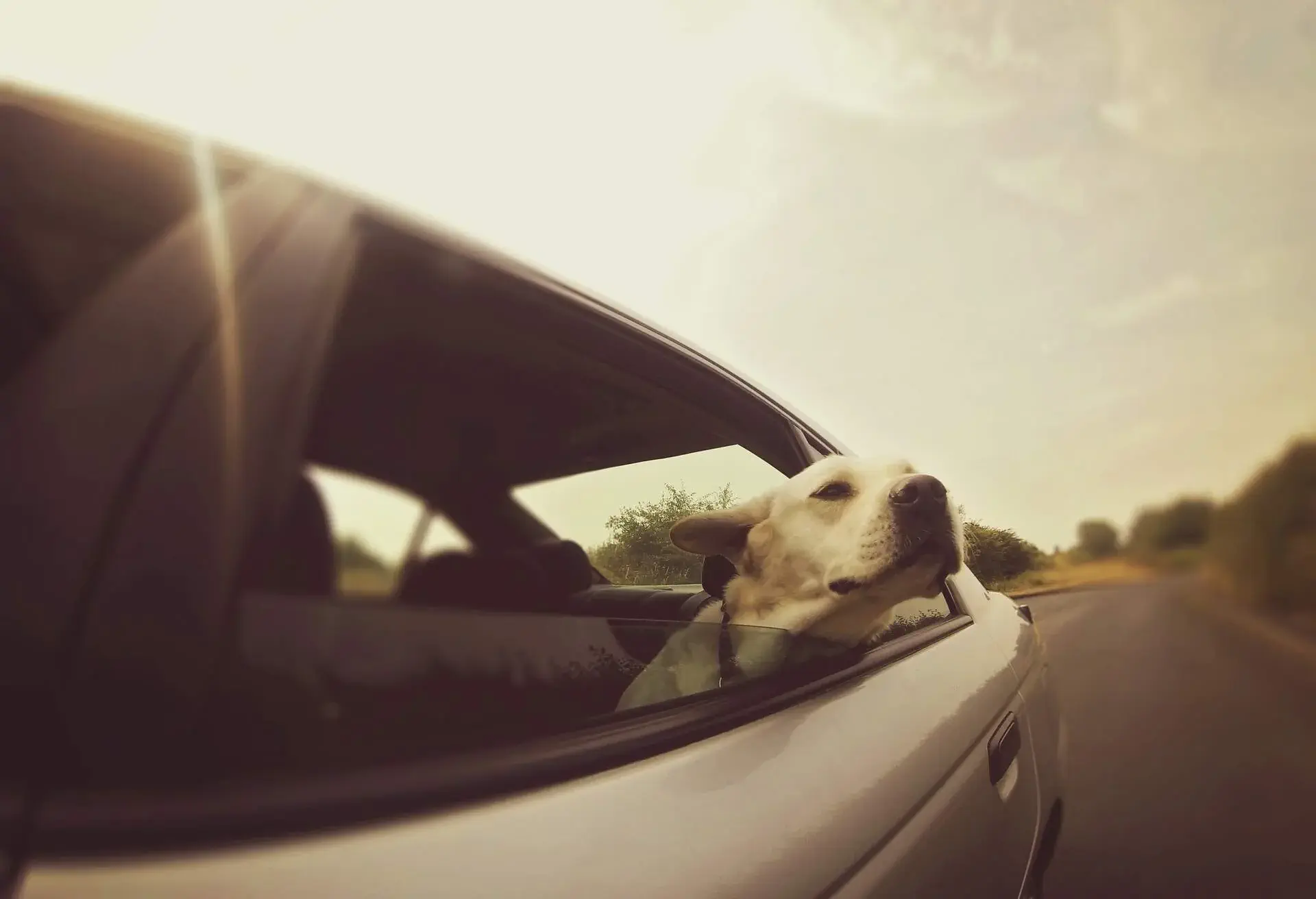 Car Labrador Travel