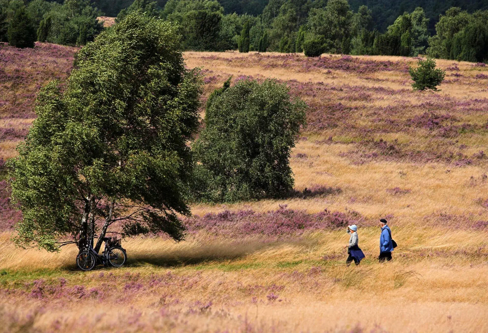 luneburger heide