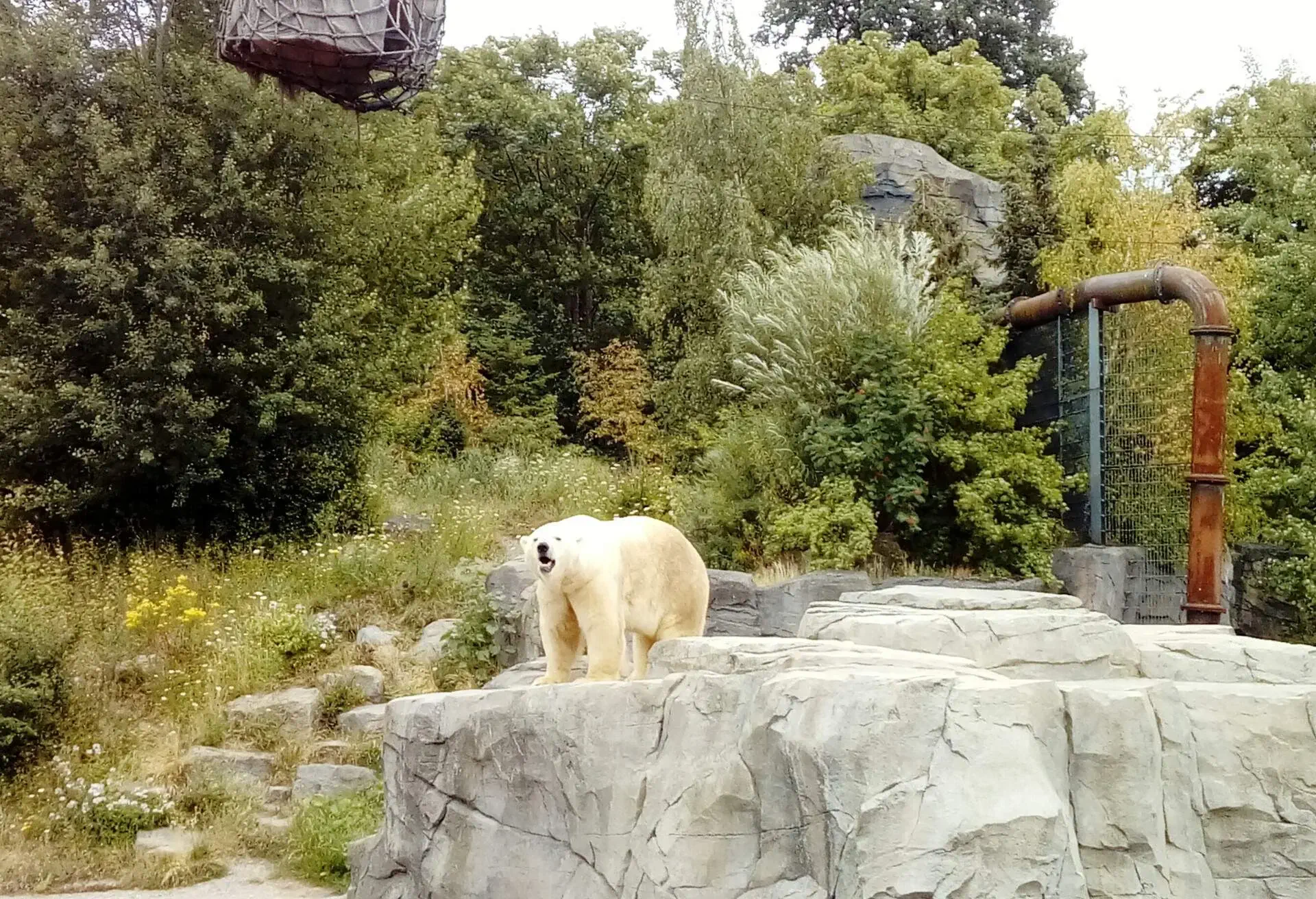 DEST_GERMANY_HANNOVER_ADVENTURE-ZOO_THEME_ZOO_ANIMAL_POLAR-BEAR_ACTIVITY-GettyImages-1382127093