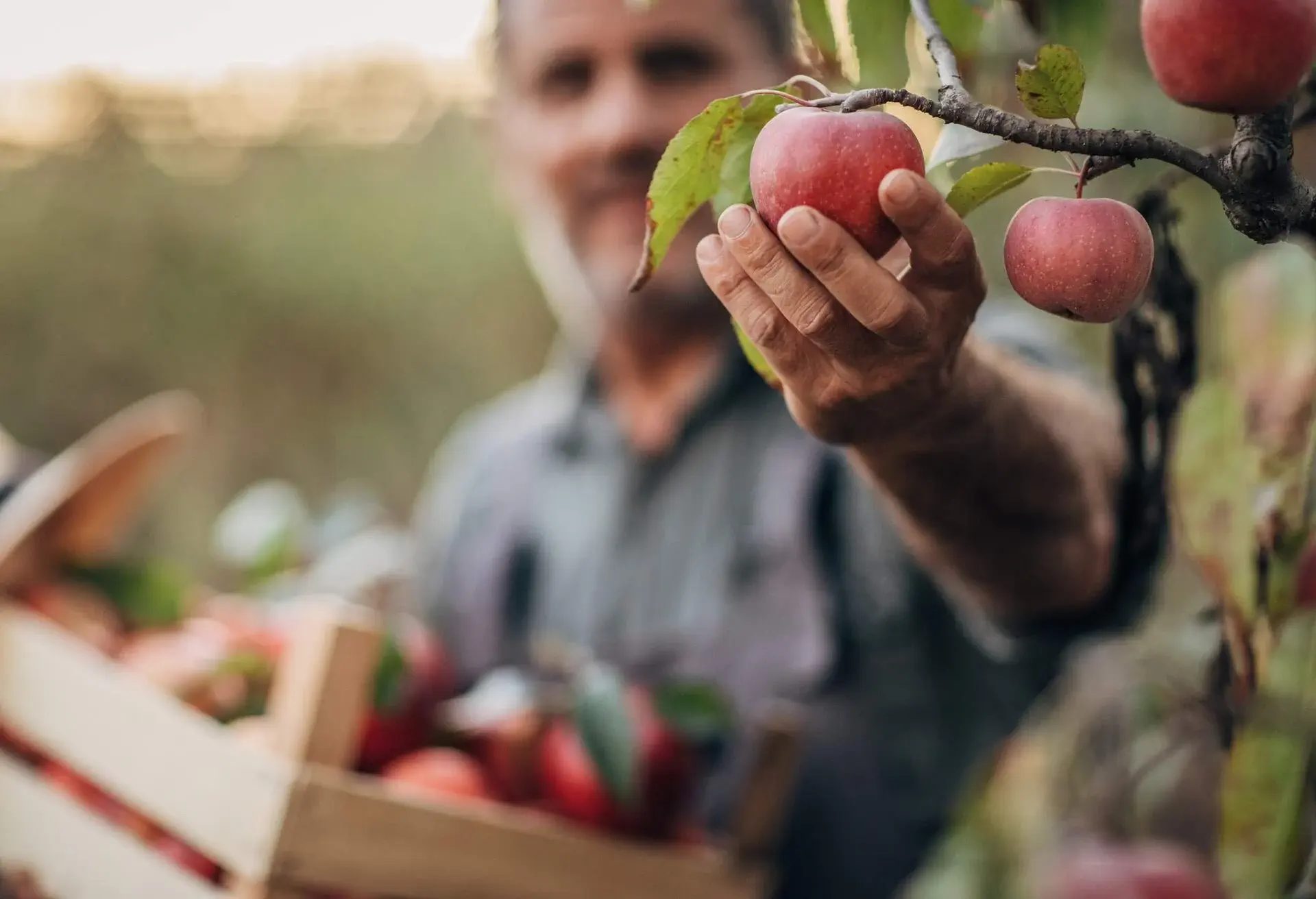 A smiling farmer picks a ripe apple