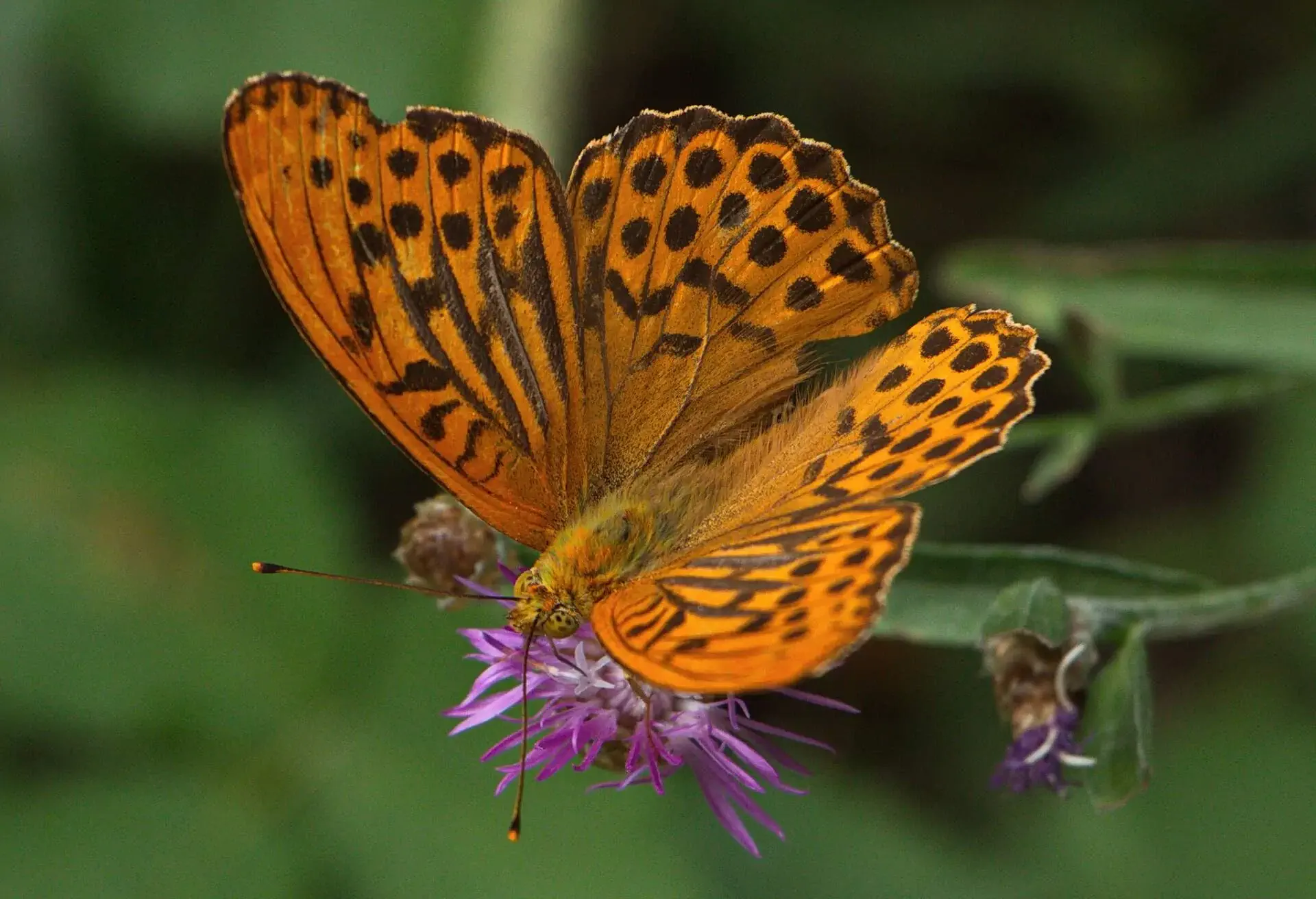 DEST_AUSTRIA_THAYATAL_NATIONAL_PARK_THEME_ANIMAL_BUTTERFLYGettyImages-1344581514.jpg