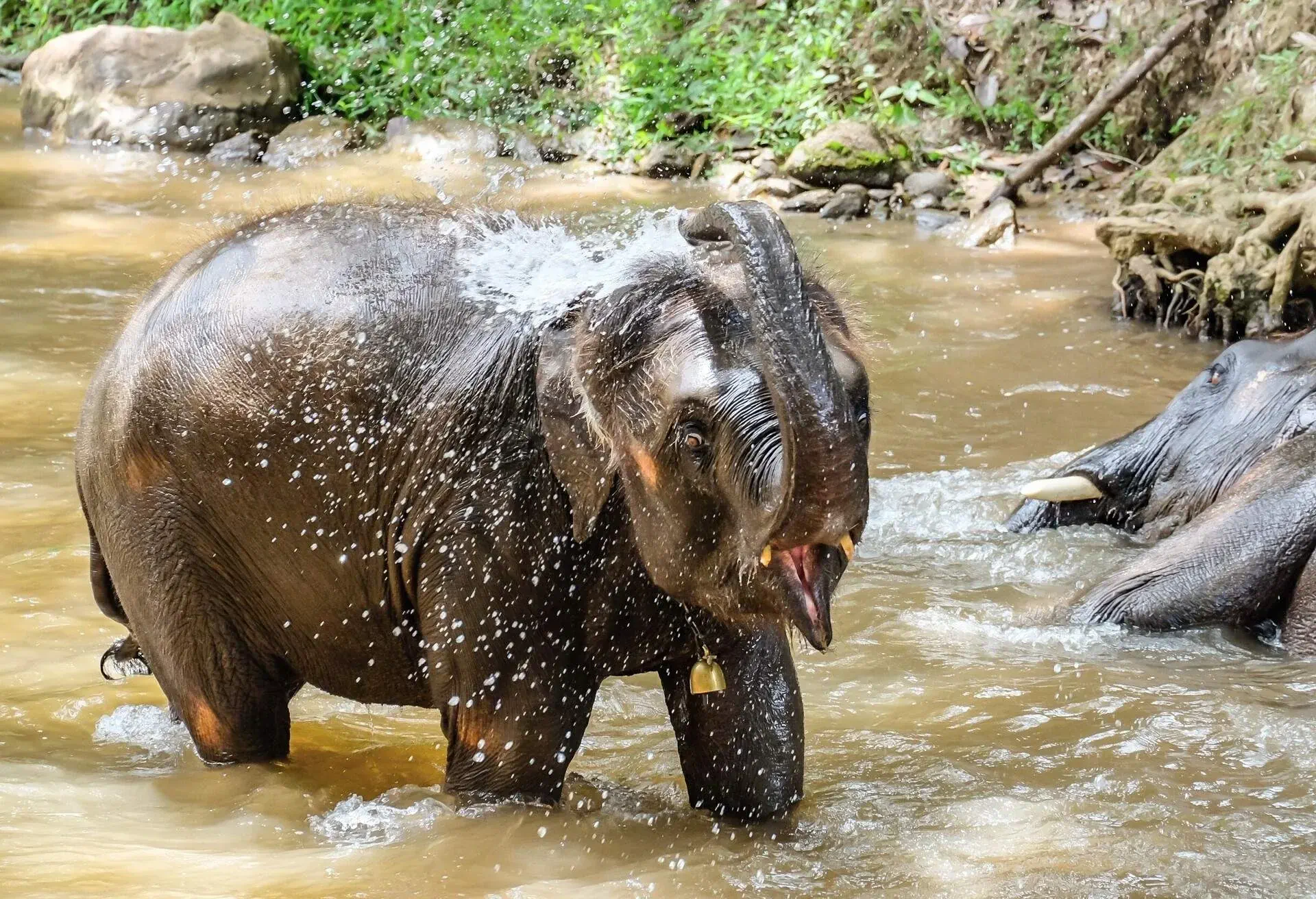 Elephant bath at Maesa Elephant Camp, Chiangmai,Thailland; Shutterstock ID 541584232