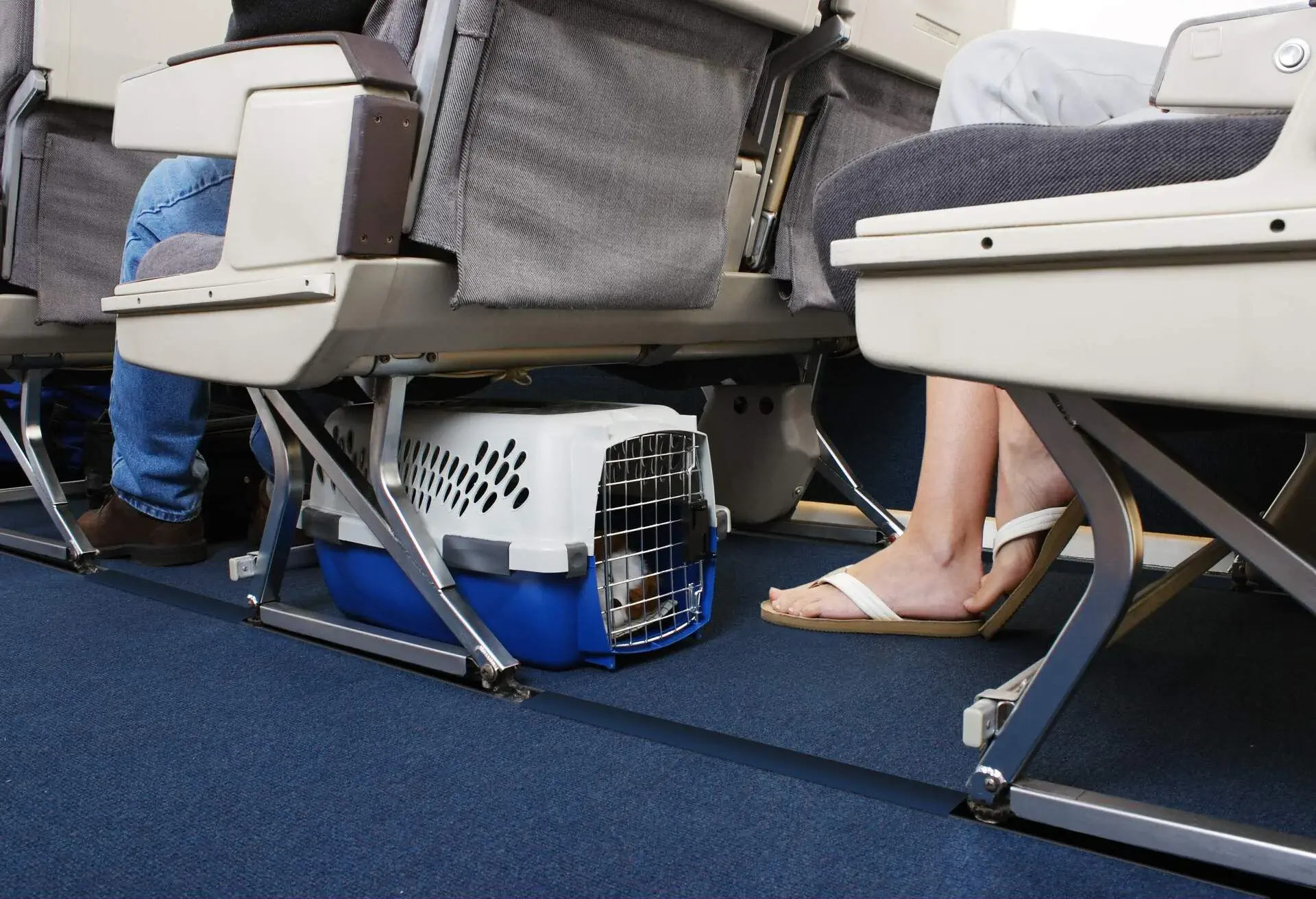 Passenger traveling with their pet dog. Pet carrier is stowed under the seat.