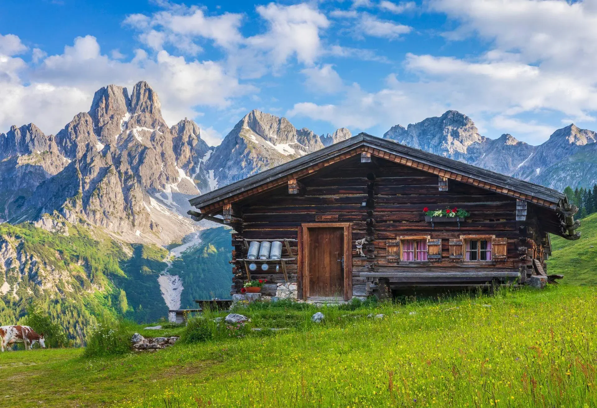 Wooden hut on Meadow by Mount Dachstein with Mount Bischofsmütze, Sulzenalm with cow in background