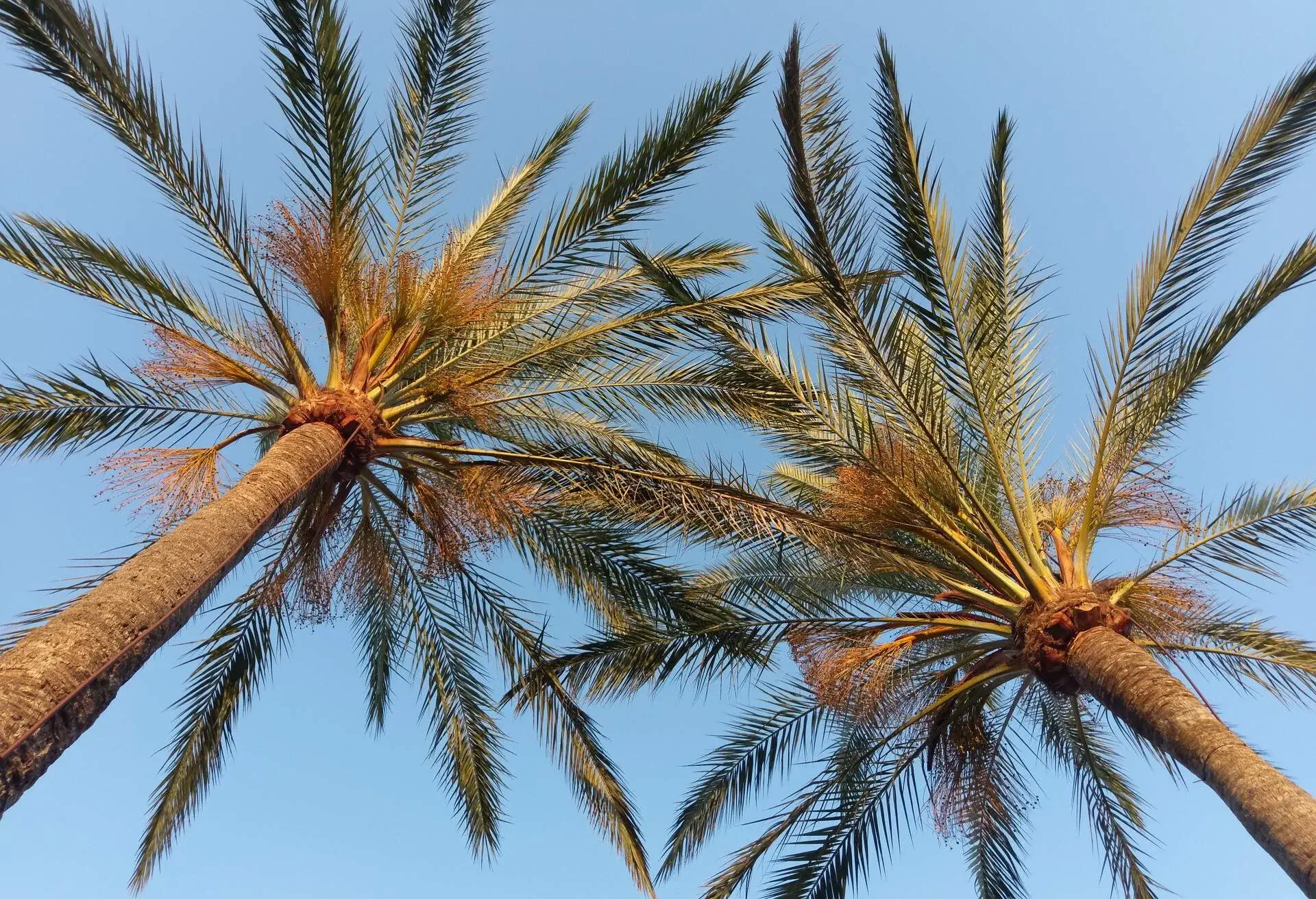 DEST_SPAIN_MALLORCA_CALA_MILLOR_THEME_BEACH_PALM_TREES_GettyImages-1384748092