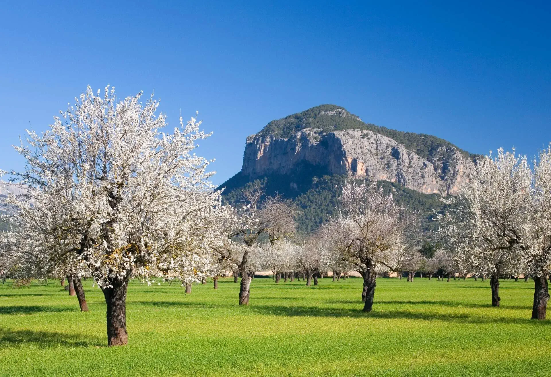 Early spring sees the flowering of thousands of almond trees (Prunus dulcis) across the Mallorcan countryside, their snow-white blossom creating a memorable spectacle under a clear blue sky. The rugged slopes of the Puig de s'Alcadena north of Alaro form a striking backdrop.