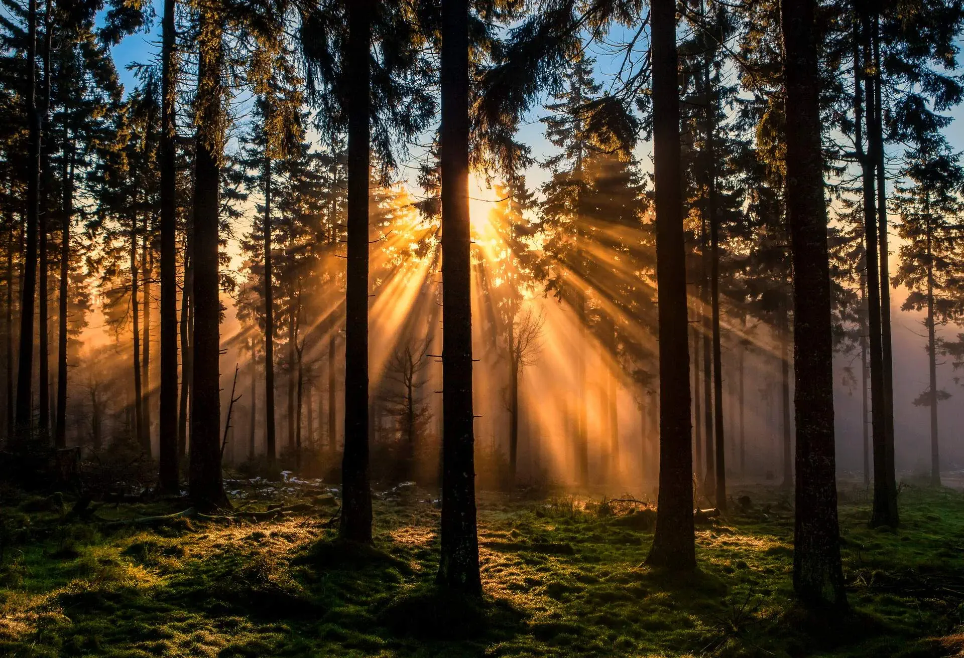 GERMANY_FELDBERG_FOREST_SUNRISE