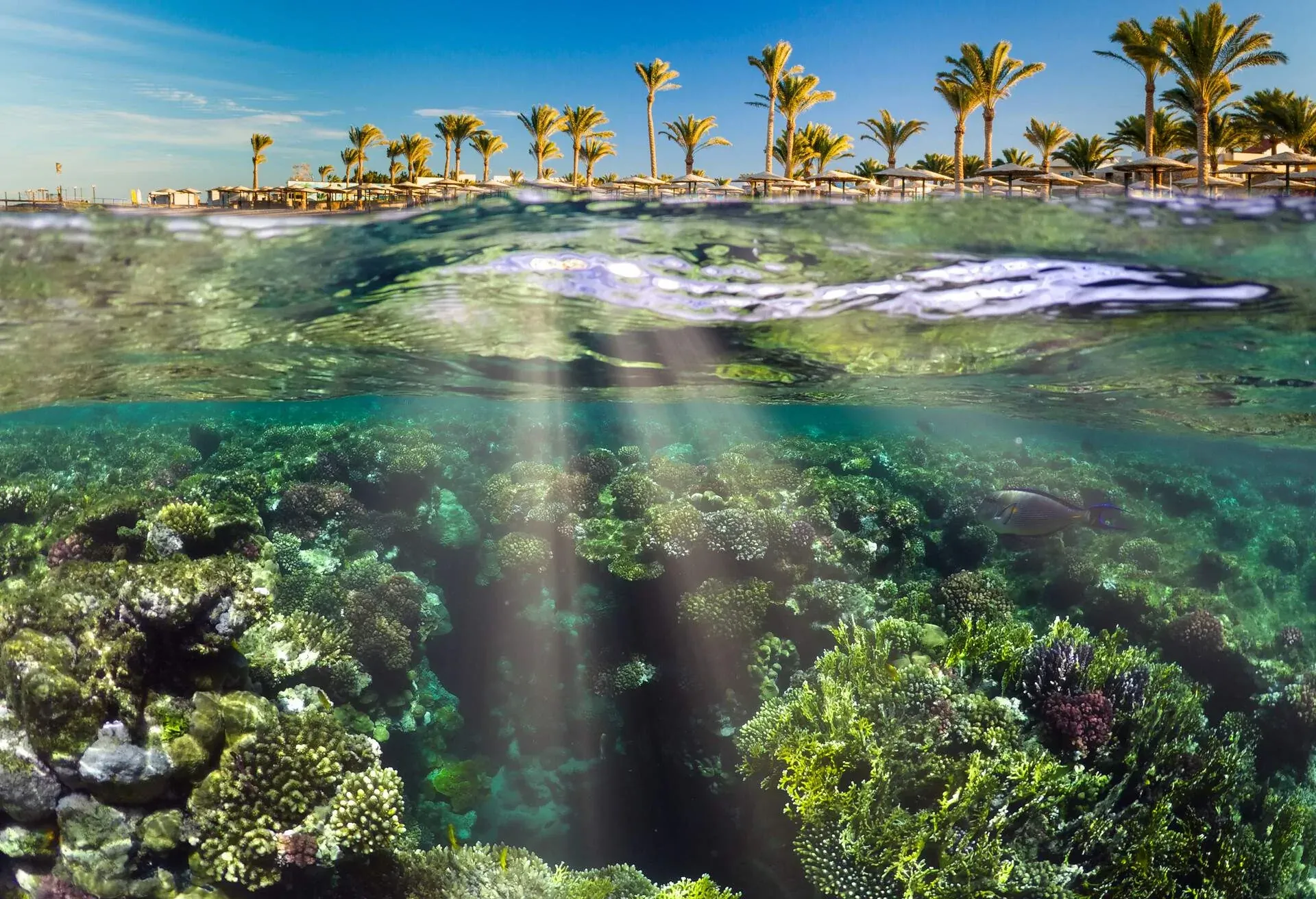 dest_egypt_marsa-alam_gettyimages-1154035370_universal_within-usage-period_97225